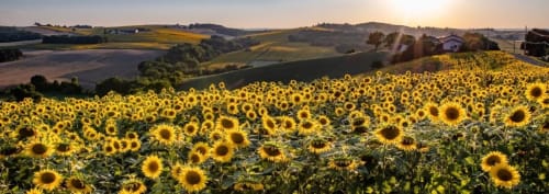 fleur - paysage - Les Robinsonades - Saint Christaud | Hébergement écologique - tente suspendue et cabanes perchées