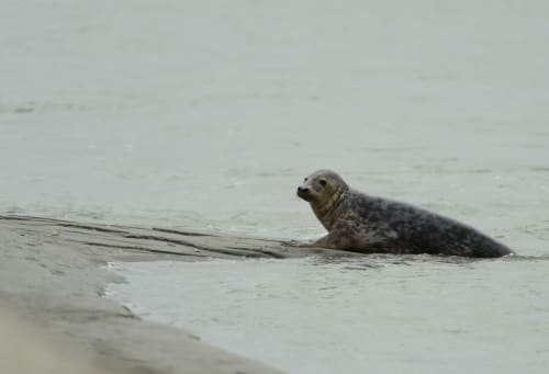 Les phoques à la pointe du Hourdel Baie de Somme gîtes Saint-Valéry