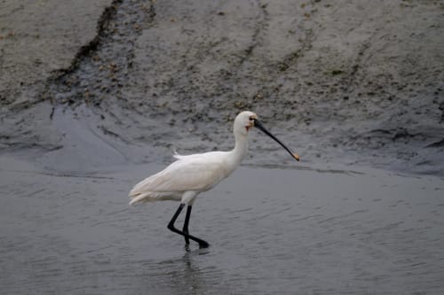 Oiseau - Réserve de grand Laviers Baie de Somme gîtes Saint-Valéry Le Crotoy