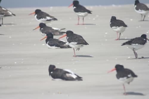 Oiseaux, la réserve de Grand-Laviers Baie de Somme gîtes Saint-Valéry Le Crotoy