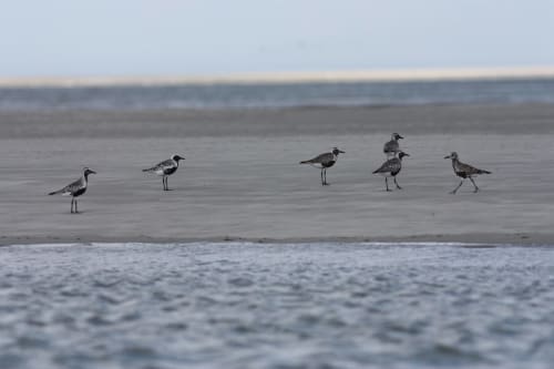 La réserve de Grand-Laviers Baie de Somme gîtes Saint-Valéry Le Crotoy
