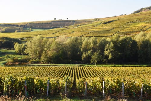 Vignes de Bourgogne