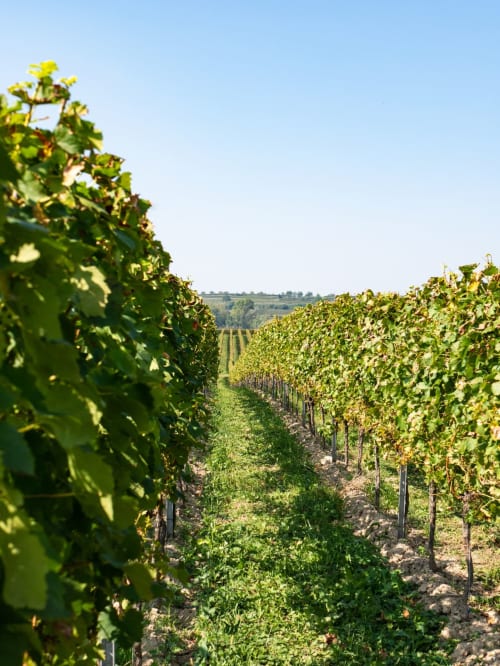  Wine trail - Walk in the vineyards