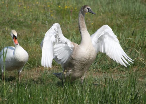 Cygne - Faune de la baie de somme Siant-Valéry Le Crotoy Nature Tourisme gîtes les granges de la baie