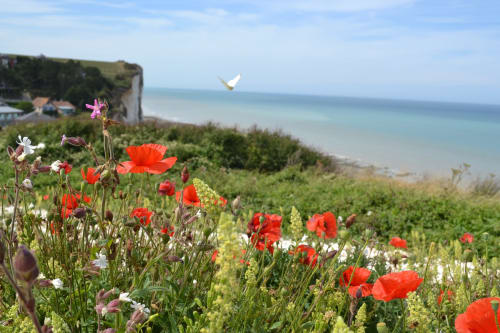 Paysage Ault cocquelicots Bois de Cyse gîtes Baie de somme Saint-Valéry Le Crotoy