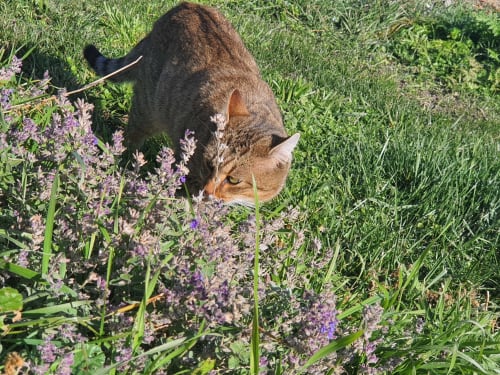 Pompon le petit chat de Chante Cristal respire l'agréable odeur de la sauge
