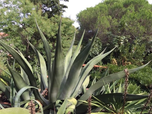 jardin villa buen oustaou sainte maxime