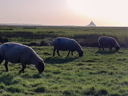 Vue du Mont Saint-Michel depuis les prés salés normands avec ses moutons