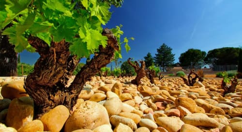 Chateauneuf du pape - bastide des princes - dégustation - galets