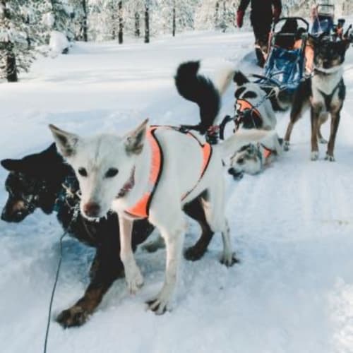 Sled dog team in snow at Le château d'Hermonville, Hermonville France