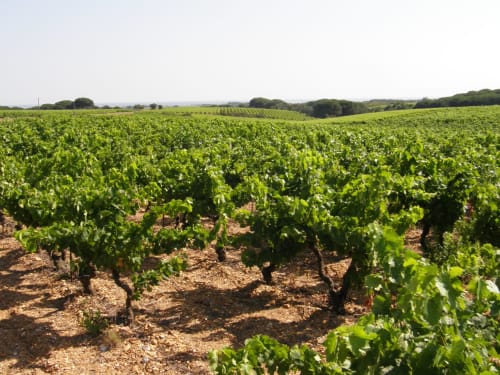 Les vignes Le domaine de Beaupré