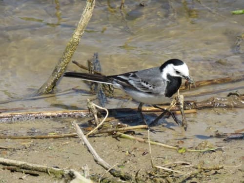 Oiseaux réserves ornithologique Baie de somme