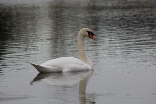Un signe - Lac en baie de somme
