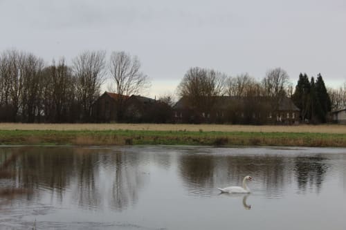 Cygne sur un lac de la Baie de somme