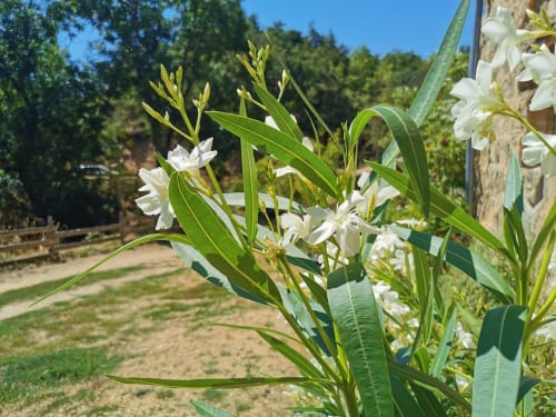 le jardin de la ferme