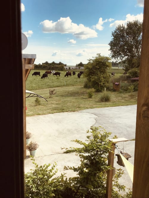Pré avec vaches - Ferme du tertre