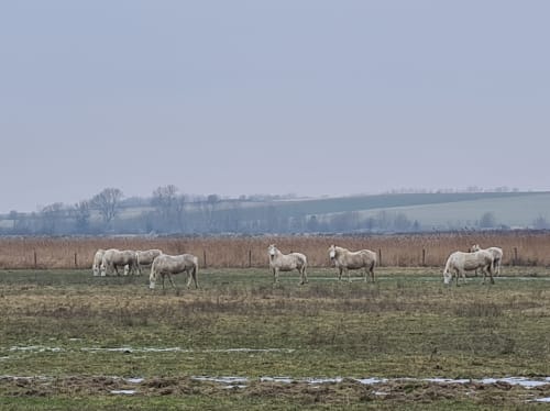 Chevaux dans un pré en baie de somme