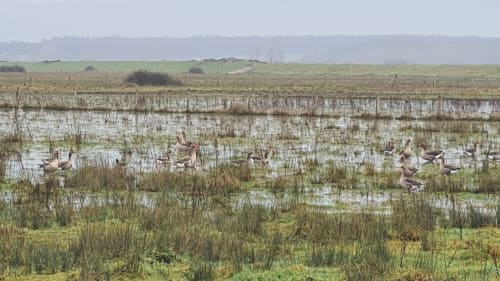 Réserve ornithologique baie de somme
