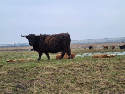 Yack en faune de la Baie de somme