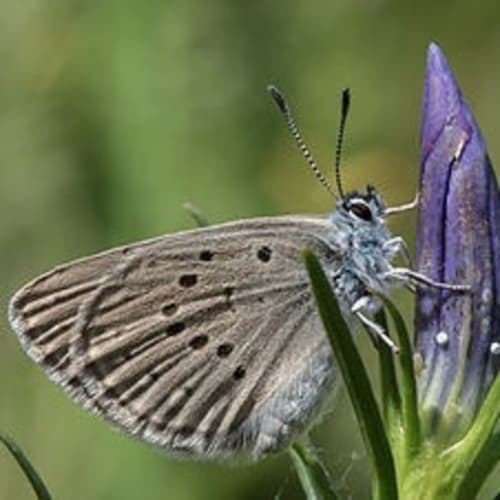 Club nature : Hôtel à insectes - CHERBOURG-EN-COTENTIN : Normandie