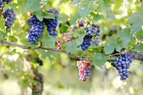 Vignes de Valais- Petit Pré