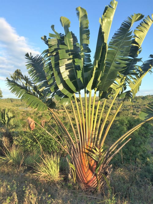 L'arbre du voyageur, endémique de Madagascar