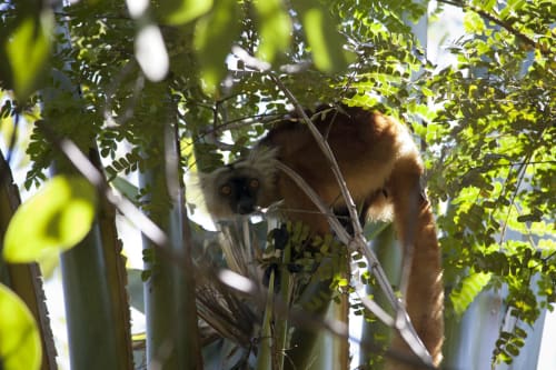 Do you want to meet more lemurs ?