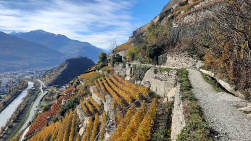 Vignoble Petit Pré Valais bisse de Clavau