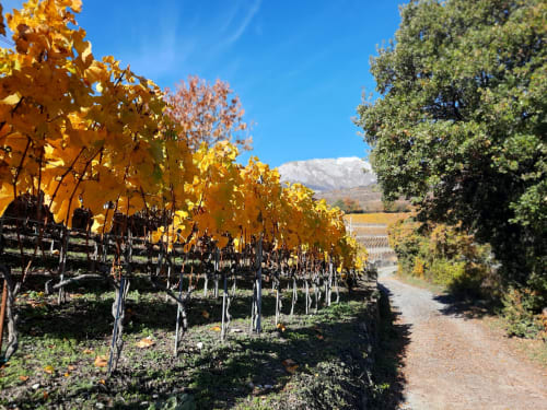 Vignoble Petit Pré Valais