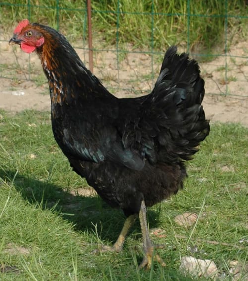 Une poule noire du Clos Delamare