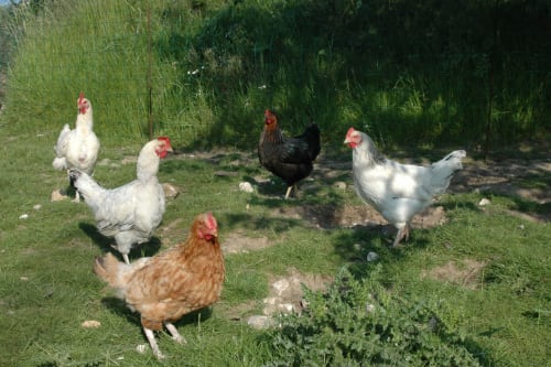 Les poulettes de la Clozette et la Moussette à la Poterie Cap d'Antifer
