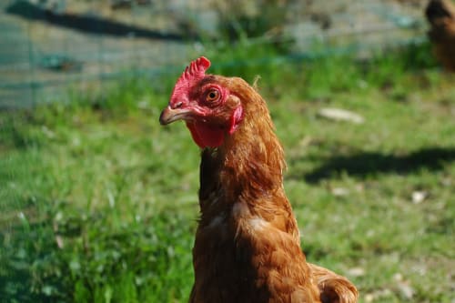 Une belle poulette de la Clozette et la Moussette