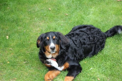 Dog in a garden