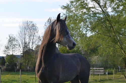 Cheval brun aux crins longs dans les pâturages de La Tour Blanche B&B, Forest-Montiers
