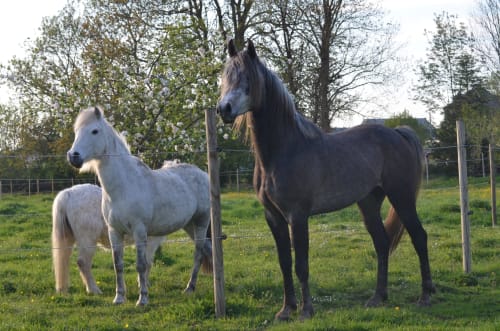 Chevaux blanc et noir au pâturage à La Tour Blanche B&B à Forest-Montiers, France