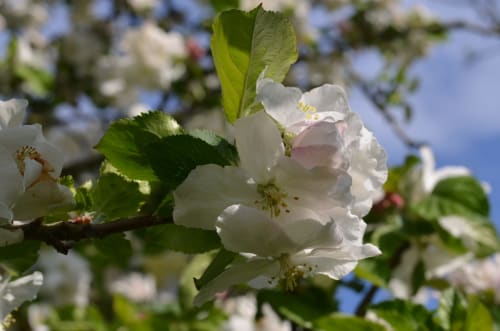 Délic­ates fleurs de pommier blanc avec feuilles vertes à La Tour Blanche à Forest-Montiers
