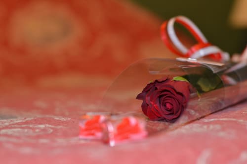 Rose rouge foncé dans un vase transparent avec ruban rouge à La Tour Blanche, maison d'hôtes de luxe à Forest-Montiers, France
