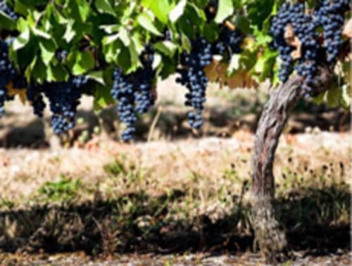vignoble dordogne, parentheses périgourdine