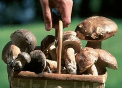 produit locaux Périgord - parenthèse périgourdine