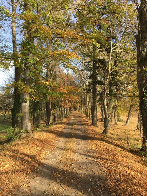 Forest in Autumn
