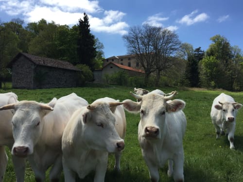Animals in the countryside 