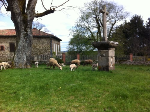 Garden with country animals