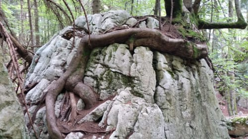 arbre poussé sur une pierre, racine