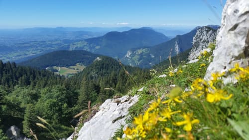 Vulnéraire, montagne, Chartreuse