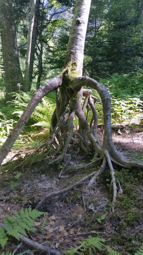 Curiosité, arbre tordu dans le parc de la Chartreuse