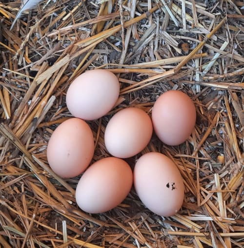 Les oeufs des poulettes de la Clozette et de la Moussette