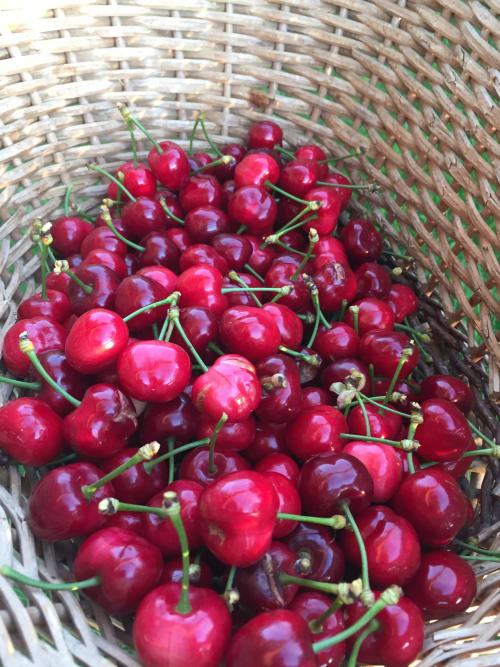 panier de cerise - Terre Happy