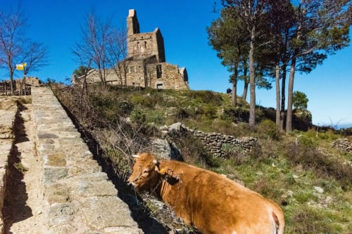 Vache brune sur un chemin de pierre avec les ruines d'une tour médiévale dominant Banyuls-sur-Mer, France