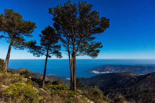 Vue côtière méditerranéenne depuis Banyuls-sur-Mer avec pins surplombant la mer bleue et le village en montagne