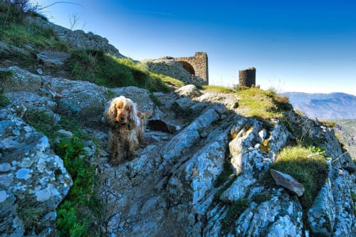 Golden retriever sur les ruines rocheuses dominant Banyuls-sur-Mer, paysage méditerranéen et ciel bleu dégagé